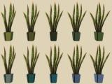 Showtime Aloe Floor Plant for The Sims 2 Recoloured Screenshot