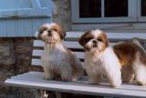 Shih Tzus in four coat colors... Screenshot