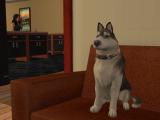 Mini Husky Breed Screenshot