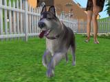 Mini Husky Breed Screenshot